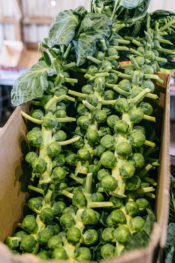 XL Sprout Stalks
