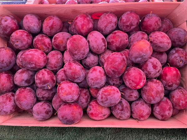XL Autumn Plums
