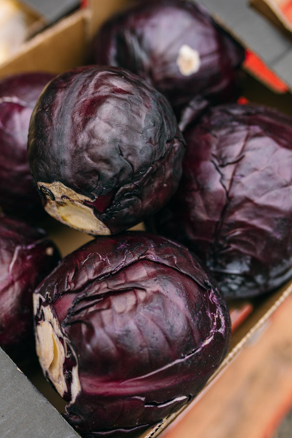 English Red cabbage