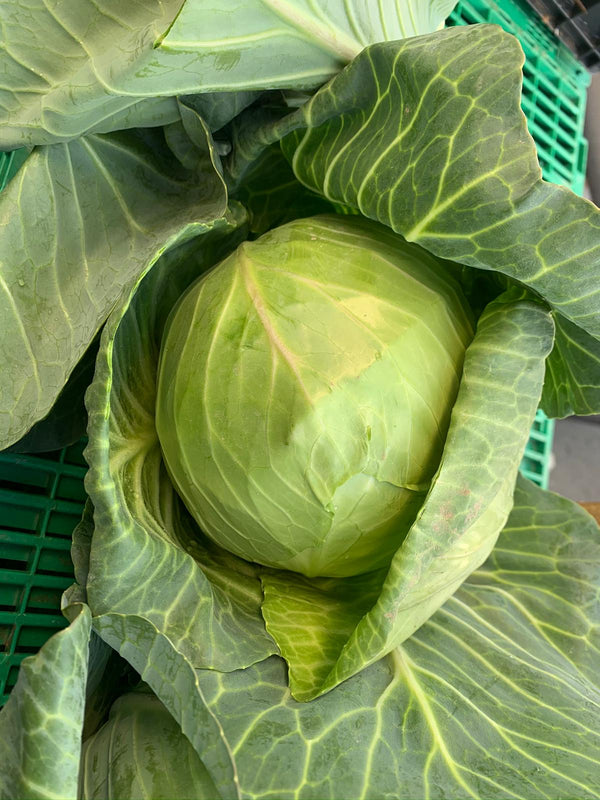 Spring Cabbage