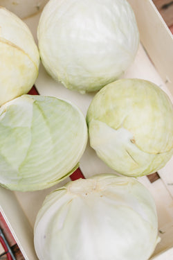 Fresh White Cabbage  Delivery - Online Fruit & Veg - Fruit & Veg Boxes