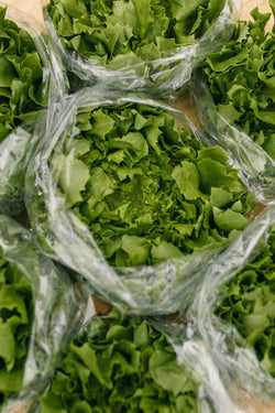 Fresh Crispa Lettuce Delivery - Online Fruit & Veg - Fruit & Veg Boxes